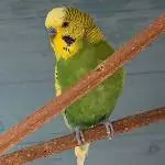 Theodor C