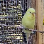 Kleopatra aus Ottweiler