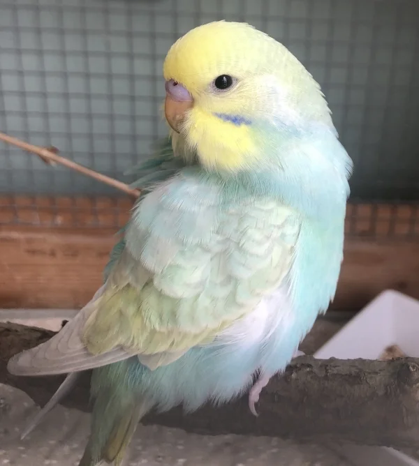 Wellensittich-Bild: Mein erstes Bild von Kiwi am Einzugstag.