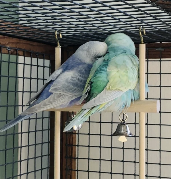 Wellensittich-Bild: Meine beiden Lieblinge auf ihrem Lieblings-Schlafplatz.