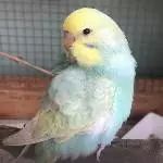 Kiwi übt Posen
