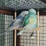 Joki & Kiwi