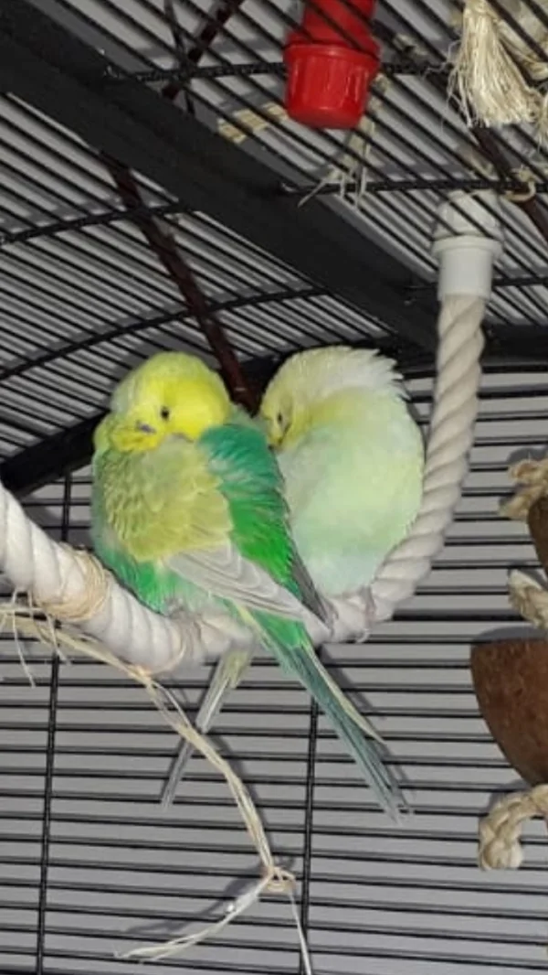 Wellensittich-Bild: Beim Schalfen ????..