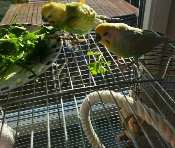 Wellensittich-Bild: Vogelgras und Petersilie????