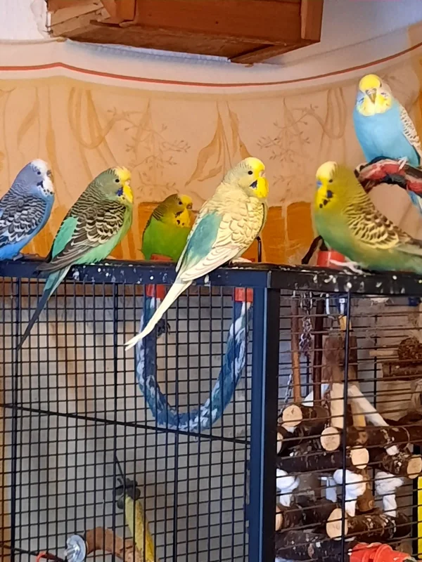 Wellensittich-Bild: Darf ich vorstellen: Sternschnuppe, Hanni, Specki, Nanni, Fritzchen, Rosine