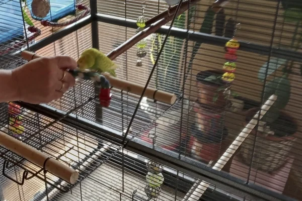 Wellensittich-Bild: Mimi knabbert am Kölbchen aus der Hand
