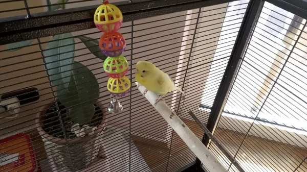 Wellensittich-Bild: Mimi spielt gerne mit den Bällchen 