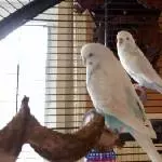 Nana (vorne) und Bubu