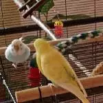 Nana, Mimi und Coco