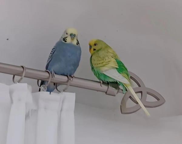 Wellensittich-Bild: Seit Paule da ist sitzen beide den lieben langen Tag im Esszimmer auf der Gardinenstange. Ins Wohnzimmer kommen sie nur zum fressen und dann gleich zurück. Und die Felo kratzt die Hinterlassenschaften vom Store ab...