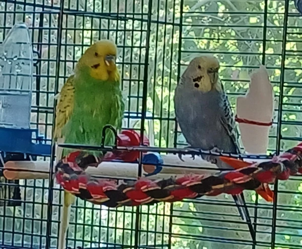 Wellensittich-Bild: Fridolin und Paul warten auf Besuch :-)