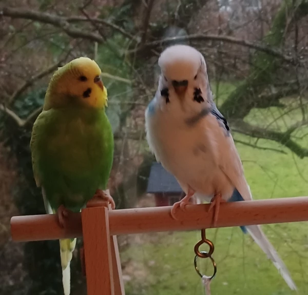 Wellensittich-Bild: Von hier wird gern in den Garten geguckt. Links Fridolin, rechts Freddy.