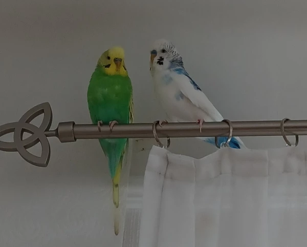Wellensittich-Bild: Meine beiden frechen Flauschis Fridolin (grün) und Freddy (weiß) auf der Gardinenstange - ihrem absoluten Lieblingsplatz.