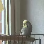Ein neues Zuhause