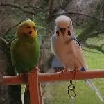 Gartenblick