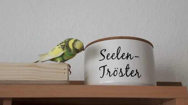 Wellensittich-Bild: Was steht denn da??? Damit bin doch bestimmt ich gemeint, oder???