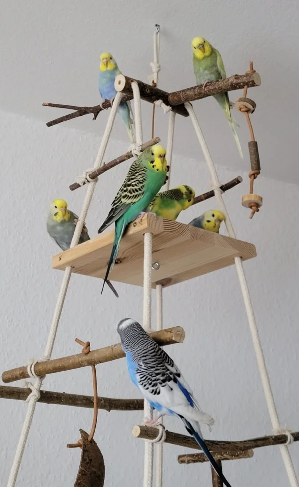 Wellensittich-Bild: Immer wieder schön, wenn unser komplettes Fluggeschwader so vereint zusammen sitzt