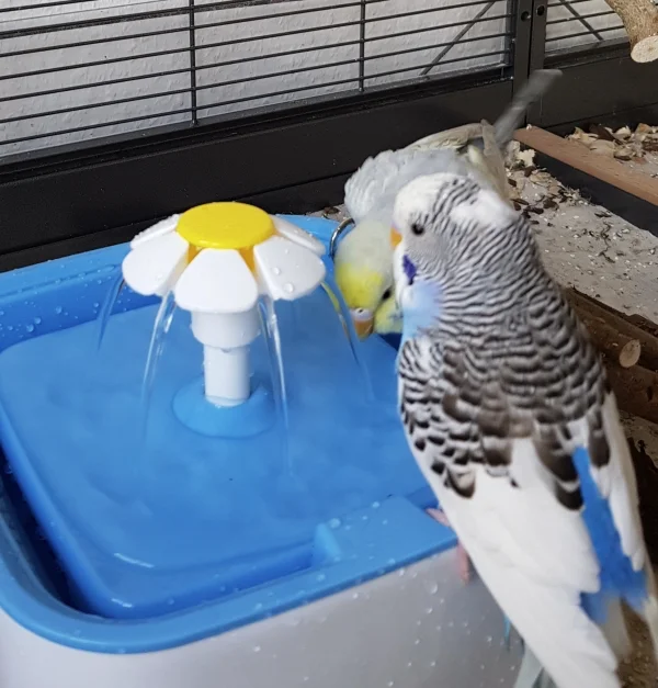 Wellensittich-Bild: erster Kontakt mit der neuen Vogeldusche