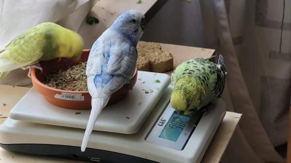 Wellensittich-Bild: Da muss ich doch mal schauen was meine beiden Kumpels auf die Waage bringen!!!