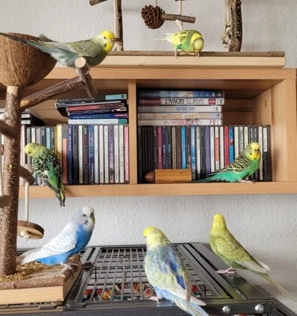 Wellensittich-Bild: Beim Anschauen dieses Bildes mussten wir sofort an ein Zifferblatt einer Uhr denken :)! 
Natürlich fehlen für ein vollständiges Zifferblatt noch ein paar Flauschis, aber wir arbeiten dran..;)