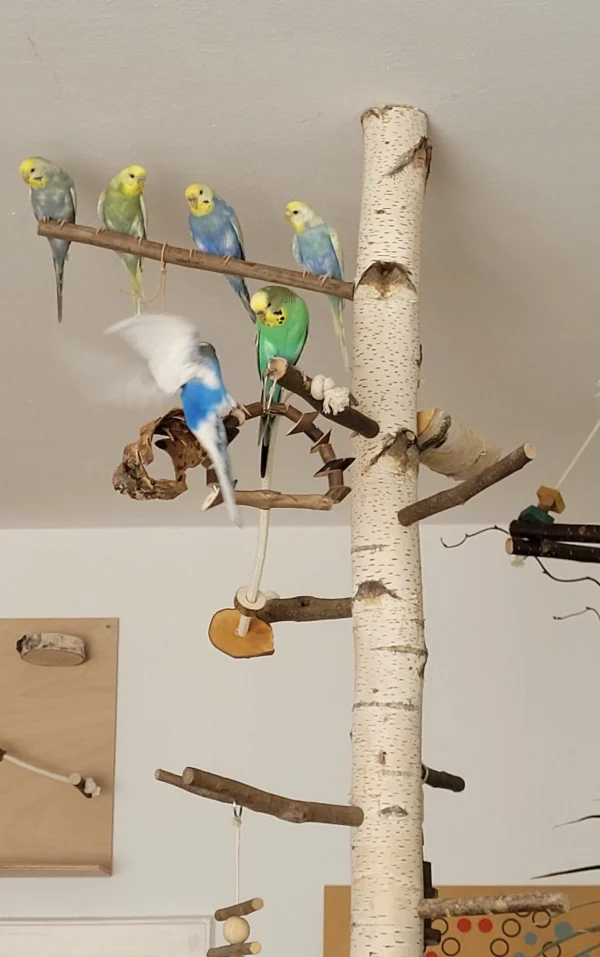 Wellensittich-Bild: Maja, mach doch mal Platz! Ich will da auch noch mit hin