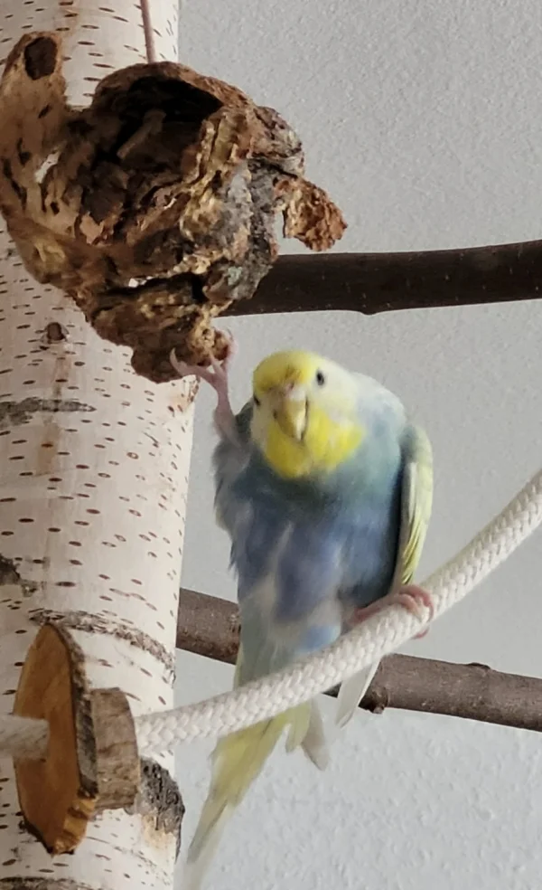 Wellensittich-Bild: Ich musste so lachen, als ich Paula heute so cool und lässig im Baum sitzen sah . und wie sie mich dabei anschaute, als ob sie sagen wollte ey Felo, gibts langsam Mal was zu fressen?