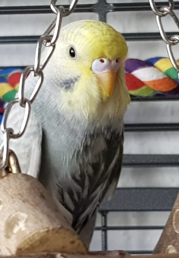 Wellensittich-Bild: Momo nach einem Besuch in der Vogeldusche