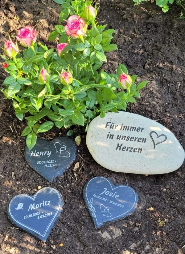 Wellensittich-Bild: Wir haben für unsere drei süßen Flauschis, die leider viel zu früh davongeflogen sind kleine Steine gravieren lassen..und wollten euch das gerne mal zeigen!
Die drei fehlen uns noch immer sehr und wir denken ständig an sie . ; unsere anderen 7 Flauschis haben sich - so glauben wir- inzwischen von dem Verlust erholt und sind wieder munter und lustig unterwegs!
Und nächsten Monat bekommt unser Schwarm wieder Zuwachs:); aber das verraten wir unseren 7 noch nicht :)

