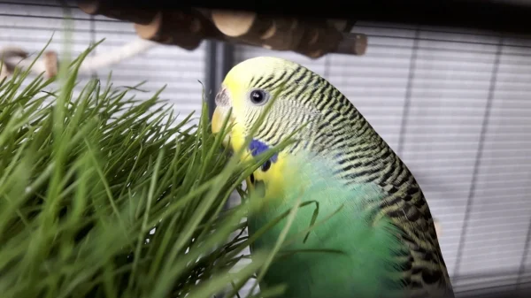 Wellensittich-Bild: Mal was Neues für die Flauschis! 
Hatten vor ca. 14 Tagen eine kleine Vogelwiese ausgesät .. nun ist es soweit; die kleinen Mähdrescher dürfen ran :)!
Maja macht die ersten zaghaften Versuche!