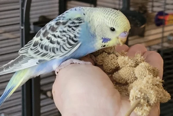 Wellensittich-Bild: Unser kleiner Janosch ist sehr zutraulich - direkt am ersten Tag frisst er schon aus der Hand