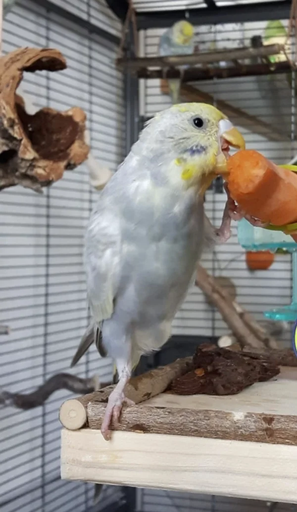 Wellensittich-Bild: Es gibt mal wieder lecker Möhrchen!