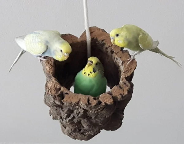 Wellensittich-Bild: Die Korkröhre ist ein beliebtes Ausflugsziel unserer Flauschis 