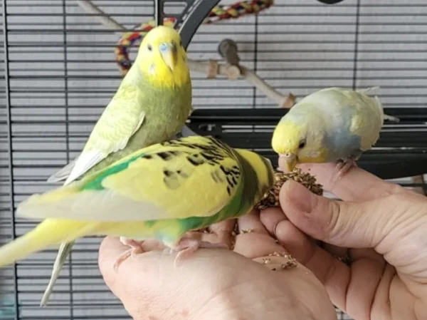Wellensittich-Bild: Die selbstgebackenen Knusperstangen sind auch immer ein Highlight 