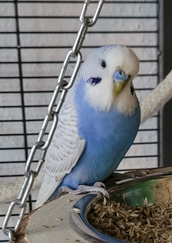 Wellensittich-Bild: Seit ein paar Tagen wohnt nun Felix bei uns!
