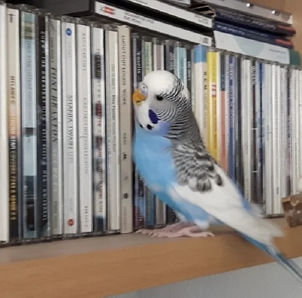 Wellensittich-Bild: Heute entscheide ich, welche CD wir hören