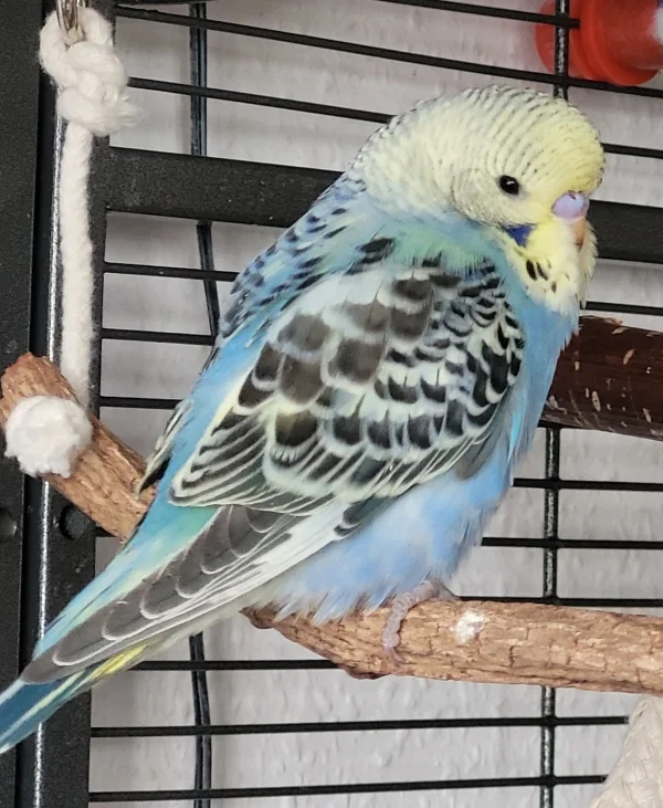 Wellensittich-Bild: Seit vorgestern haben wir nun 8 Flauschis!
Janosch - 10 Wochen alt - ist bei uns eingezogen und direkt gut vom Schwarm aufgenommen worden