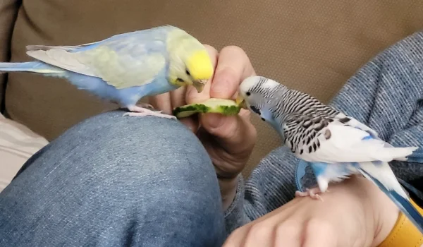 Wellensittich-Bild: Direkt von der Felo serviert schmeckt die Gurke am Besten!
