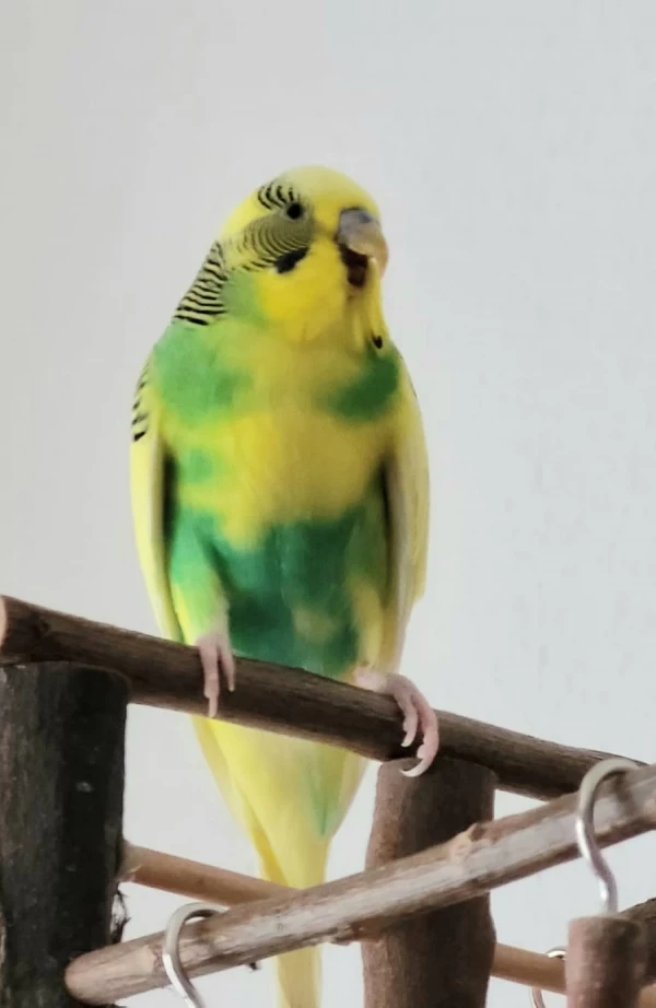 Wellensittich-Bild: Ein Schnappschuss von unserem Silas, sieht aus, als ob er lacht :)