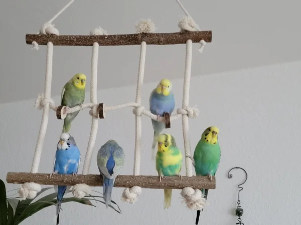 Wellensittich-Bild: Leider hat sich unsere Momo nicht dazugesellt, obschon die sechs ihr ein Plätzchen frei gelassen haben und unsere Paula wendet uns demonstrativ ihren Rücken zu als ob sie sagen wollte : neee, ich mach nicht mit beim Fotoshooting :)! 
Ach ja, die Flauschis sind alle sooo süß 