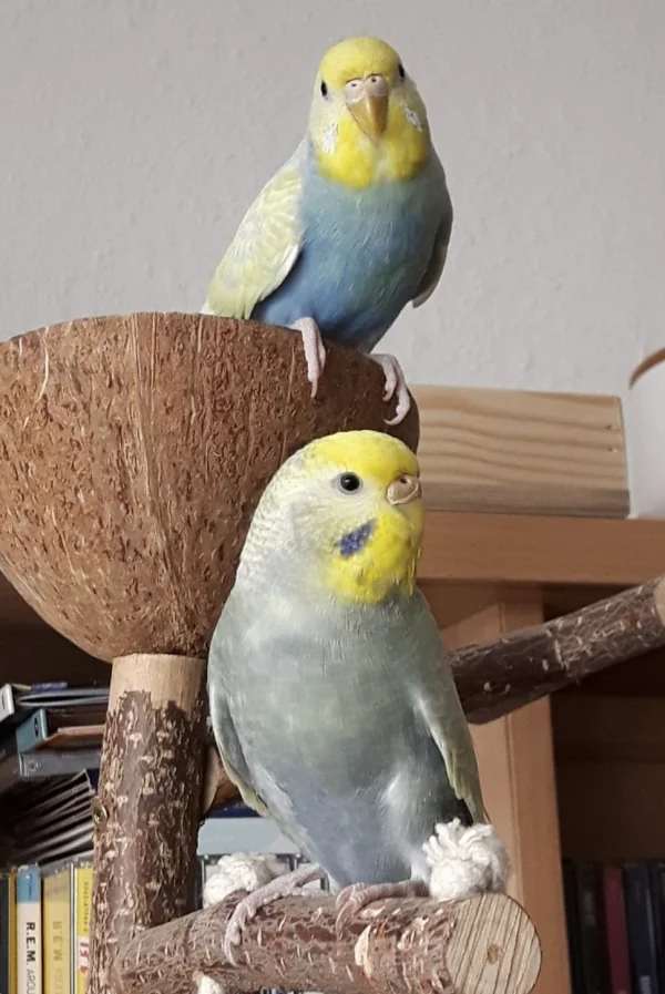 Wellensittich-Bild: Die beiden süßen verweilen beim Freiflug immer gerne auf ihrem Landeplatz mit der Kokosschale!
Leider kann man hier kein Video einstellen..Josie liebt es k
Kleine Holzstückchen, die wir in die Kokosschale legen, auf den Boden zu werfen! Das ist so süß, da kann man ihr stundenlang bei zusehen!
