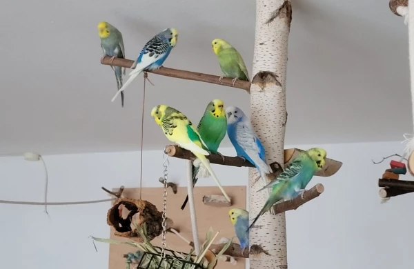 Wellensittich-Bild: Heute morgen haben uns unsere 8 endlich mal den Gefallen getan und sich gemeinsam zum Fotoshooting im Baum versammelt :)!
Und unser Neuzugang Kalle ist mitten unter ihnen und fühlt sich sichtlich wohl!