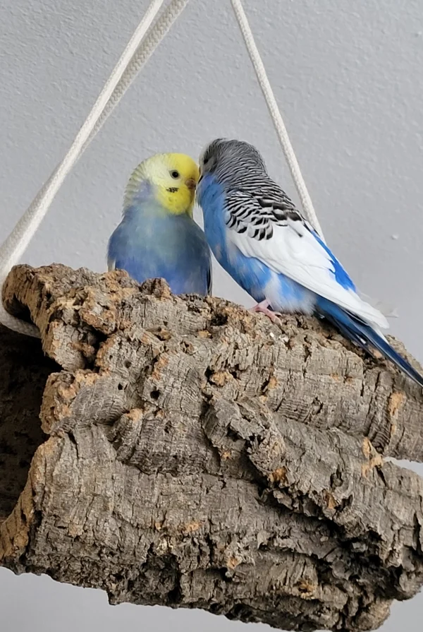Wellensittich-Bild: Unsere beiden Turteltäubchen 