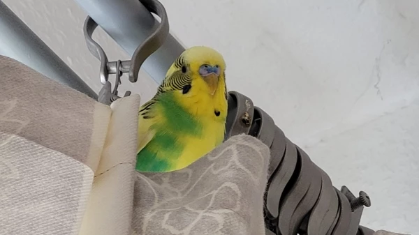 Wellensittich-Bild: Auch unser Silas liebt es hoch oben zu sitzen!
Wir haben eine Deckenhöhe von 2,80m, für uns Felos ohne Leiter unerreichbar! Silas liebt es dort oben in einer Gardinenfalte zu sitzen und zu schauen was die Felos und seine gefiederten Freunde weiter unten so treiben. 