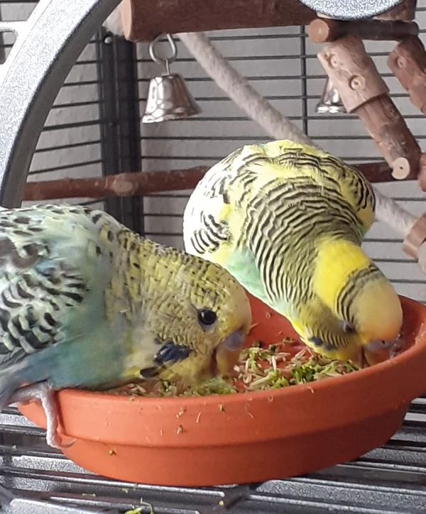 Wellensittich-Bild: Die liebe Felo hat uns heute was von ihrem Brokkoli abgegeben ..ein bisschen Knaulgras noch dazu..so lässt es sich leben!