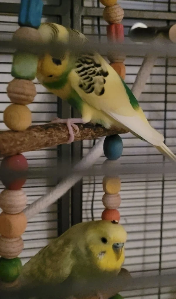 Wellensittich-Bild: Diese Doppelschaukeln sind ja schön und unsere Flauschis lieben sie, aber heute beim Einschlummern hat Silas dann doch glatt mit einem Kotbömbchen Pepes Köpfchen getroffen! 
Ihn scheint es gar nicht zu stören, so süß wie erschaut