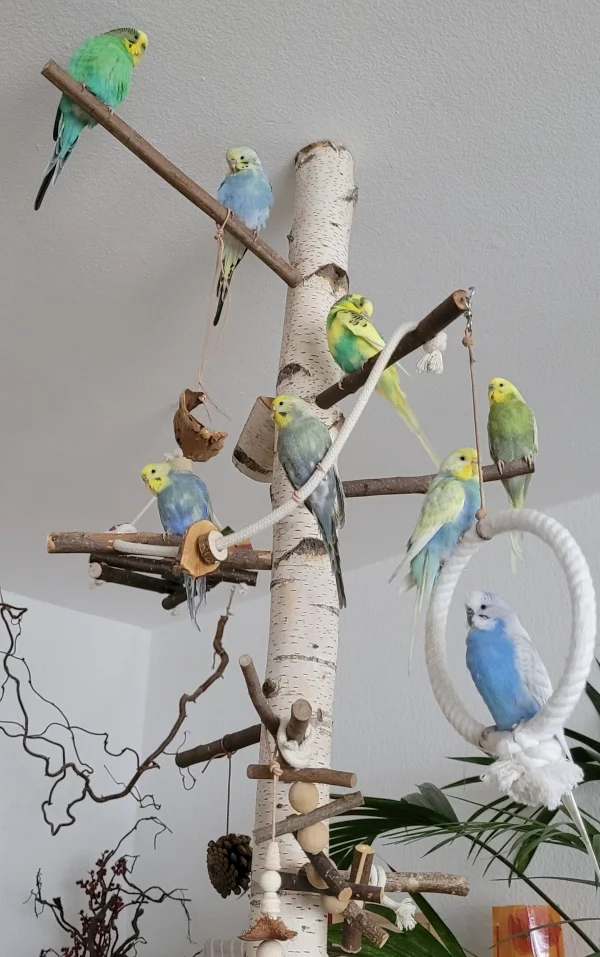 Wellensittich-Bild: Heute hat uns unser FLuggeschwader mal den Gefallen getan, dass wir alle auf ein Foto bekommen konnten ..