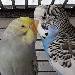 Momo und Henry