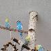 Vier im Vogelbaum