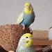 Josie und Momo