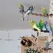 Alle 8 auf dem Vogelbaum